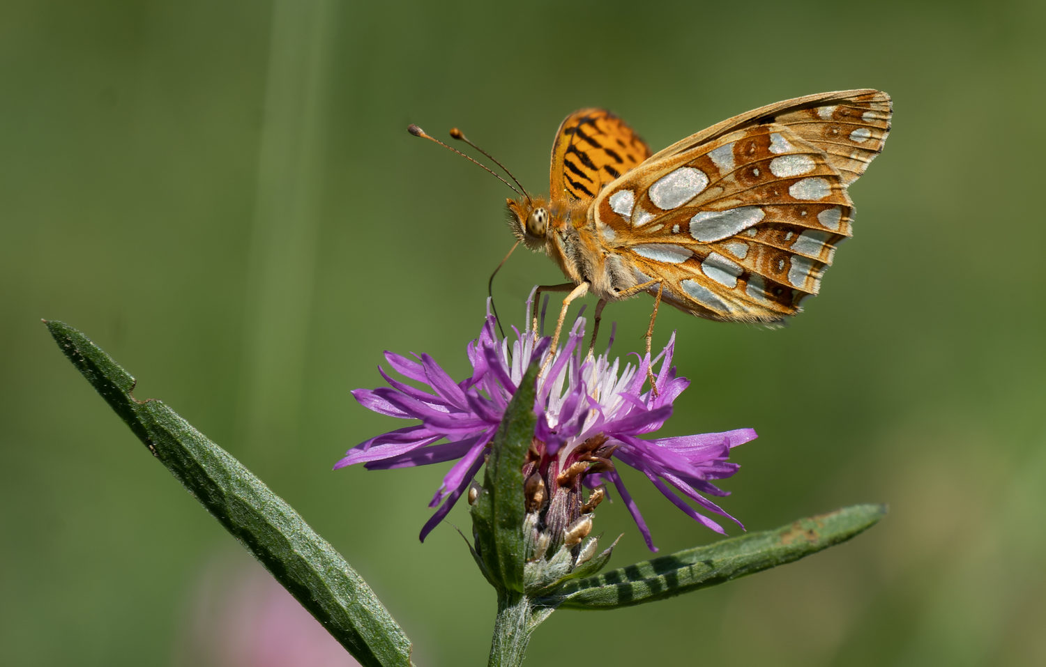 TV Tipp: Bahnhof der Schmetterlinge