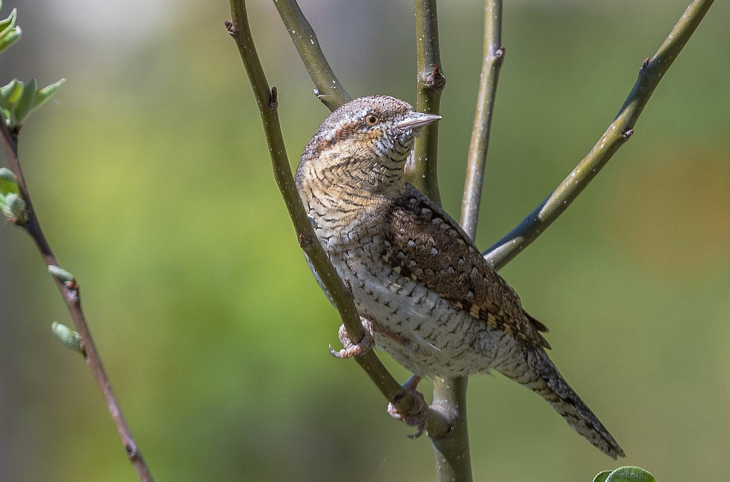 Grundkurs Ornithologie