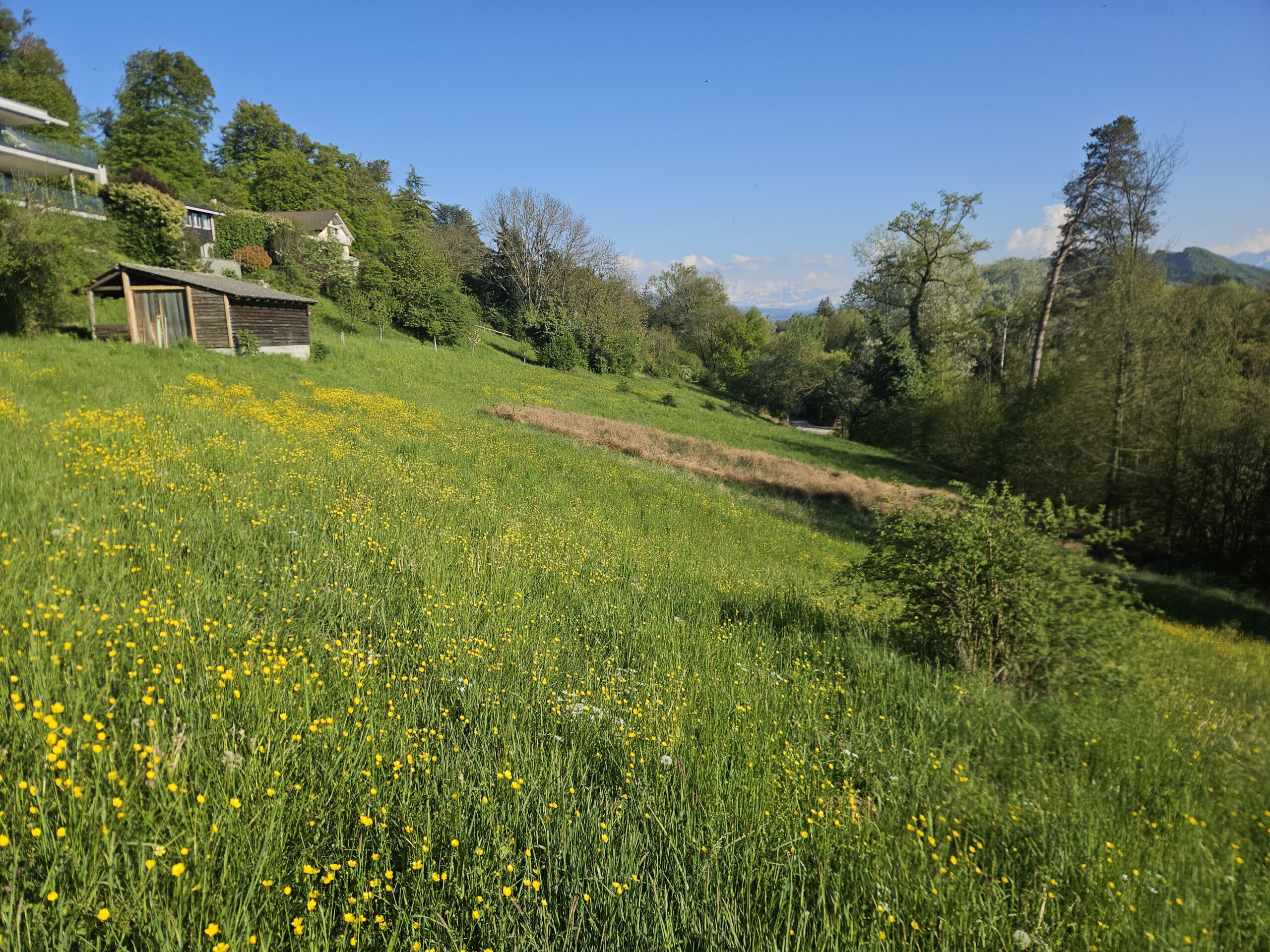 Erfreuliche Fortschritte am Aarehang